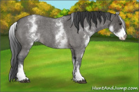 Horse Color:White Spotted Blue Roan Rabicano 