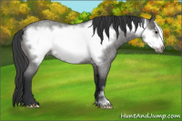 Horse Color:Blue Roan Frame Rabicano 