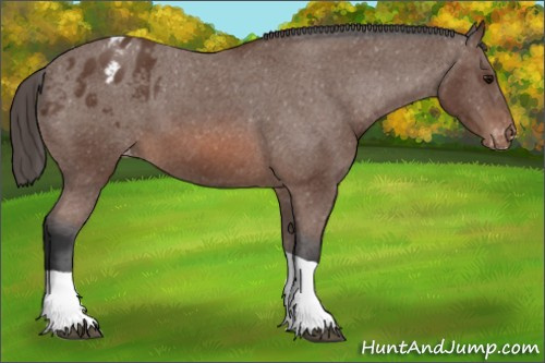 Horse Color: Bay Tobiano Blanket 