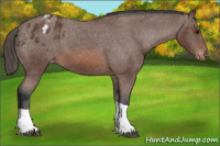 Horse Color:Bay Tobiano Appaloosa 