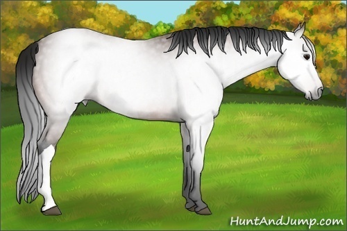 Horse Color:Gray Bay Tobiano 