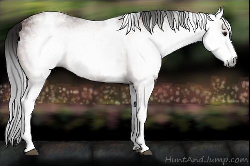 Horse Color:Gray White Spotted Bay
