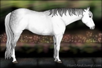 Horse Color:Gray White Spotted Black 