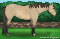 Horse Color:Buckskin Dun 