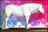 Horse Color:Black Near Fewspot 