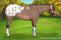 Horse Color:Bay Roan Tobiano Appaloosa 