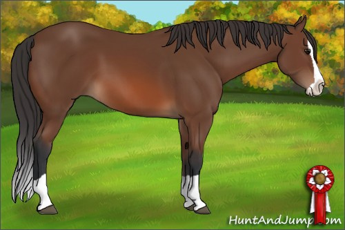 Horse Color: Bay Splash 