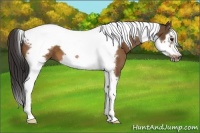 Horse Color:Buckskin Splash Tobiano Frame 