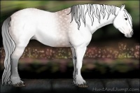 Horse Color:Gray Bay 