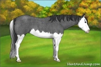 Horse Color:Blue Roan Splash 