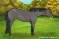 Horse Color:Grullo Splash 