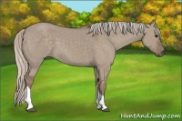 Horse Color:Silver Grullo 