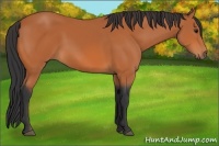 Horse Color:Bay 
