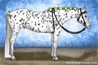 Horse Color:Black Near Leopard 