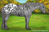 Horse Color:Black Appaloosa 