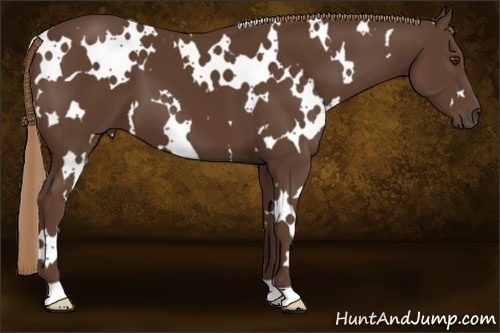 Horse Color:White Spotted Liver Chestnut 