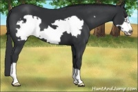 Horse Color:Black Frame 