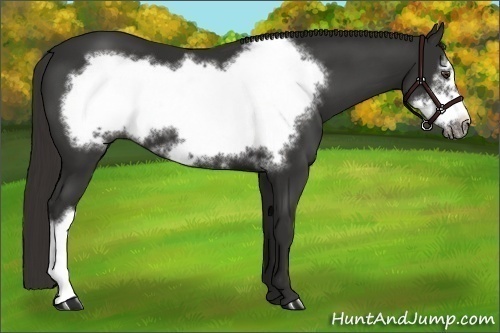 Horse Color:Liver Chestnut Frame 