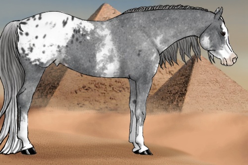 Horse Color:White Spotted Black Splash Appaloosa 