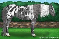 Horse Color:White Spotted Black Blanket 