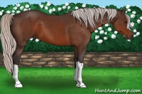 Horse Color:Silver Bay 