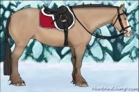 Horse Color:Amber Champagne Splash 