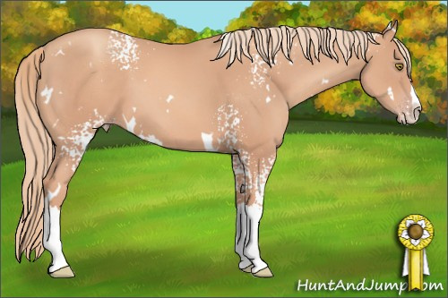 Horse Color: White Spotted Gold Champagne Splash 
