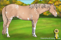 Horse Color:White Spotted Gold Champagne Splash