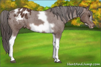 Horse Color:Bay Tobiano Frame Blanket Rabicano 