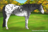 Horse Color:White Spotted Black Appaloosa Rabicano 