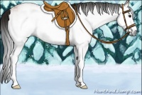 Horse Color:Gray White Spotted Bay 