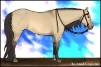 Horse Color:Buckskin Dun 