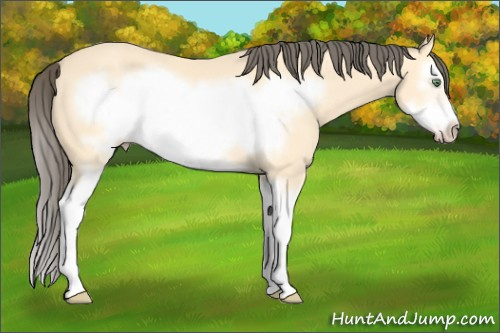Horse Color: Amber Cream Champagne Splash Frame 