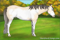 Horse Color:Amber Cream Champagne Splash Frame 