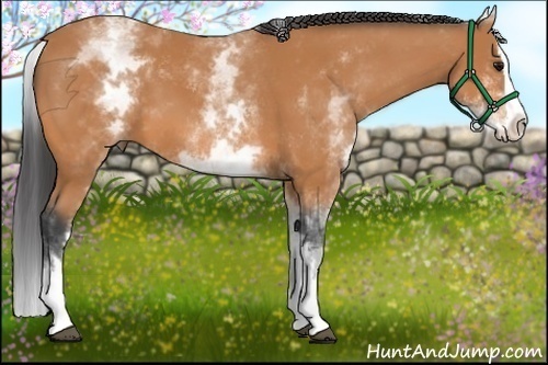 Horse Color:White Spotted Bay Sabino Splash 