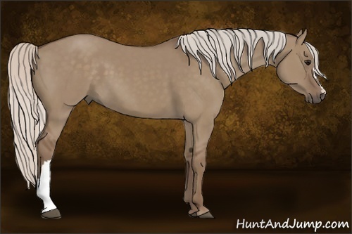 Horse Color:Silver Grullo