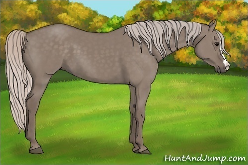 Horse Color:Silver Grullo 