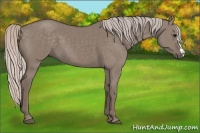 Horse Color:Silver Grullo 