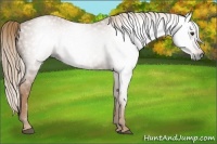 Horse Color:Gray Chestnut