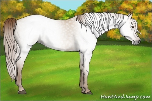Horse Color:Gray Red Dun