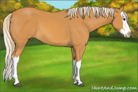 Horse Color:Palomino Splash 