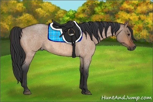 Horse Color:Bay Roan Dun 