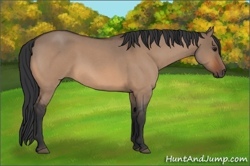 Horse Color:Bay Roan Dun 