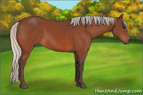 Horse Color: Silver Bay 