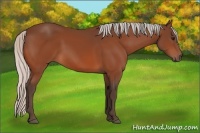 Horse Color:Silver Bay
