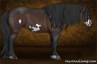 Horse Color:Bay Frame 