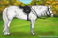 Horse Color:White Spotted Silver Grullo Appaloosa 