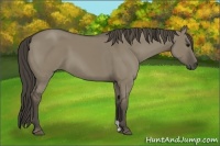 Horse Color:Unknown 
