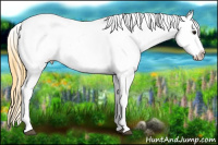 Horse Color:White Spotted Buckskin Appaloosa Rabicano