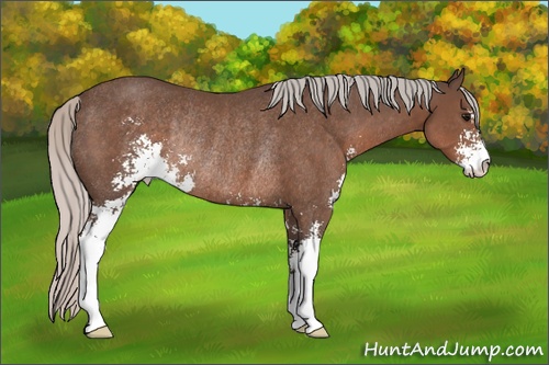 Horse Color: Silver Black Sabino Rabicano 